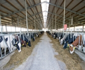 NAVES VACAS